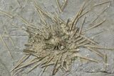 Fossil Urchin (Archaeocidaris) Plate- Missouri #113189-2